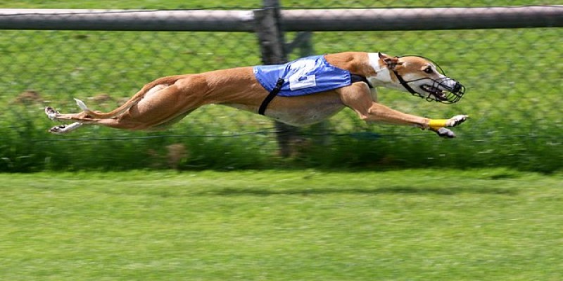 Cá cược đua chó Greyhound XO88 - Game cho phái mạnh 2 Cá cược đua chó Greyhound chặng xa